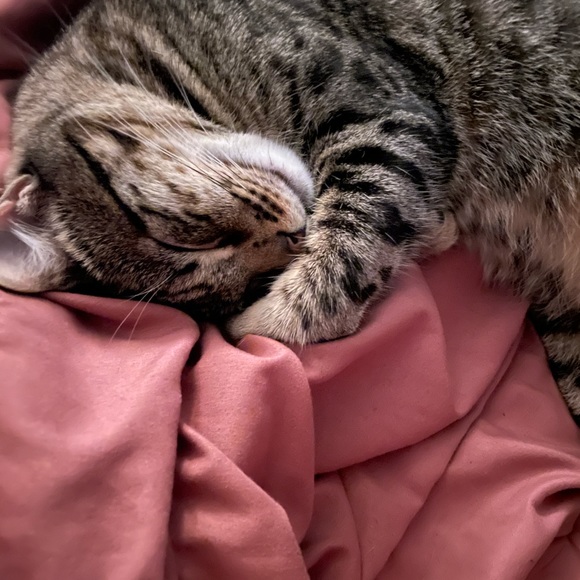 Meet your Posher, Amber - Picture 4 of 5